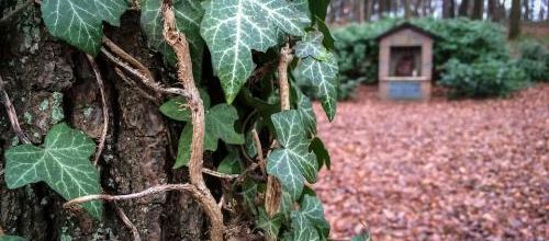 Le lierre dans les bois en hiver...
