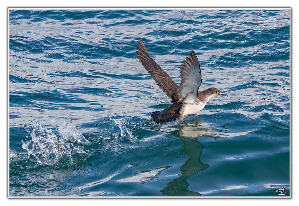 04 - Oiseaux