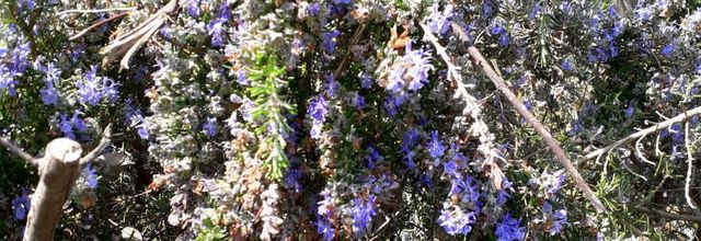 senteurs   florales 