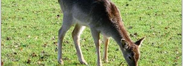 Faune et flore - Rennes (3)