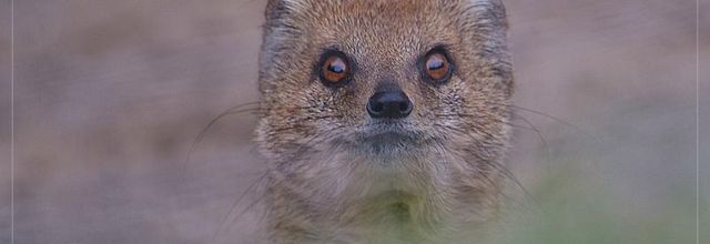 La Ménagerie, le zoo du Jardin des Plantes : Portraits de Mangouste Fauve