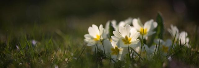 Les perles colorées de nos campagnes
