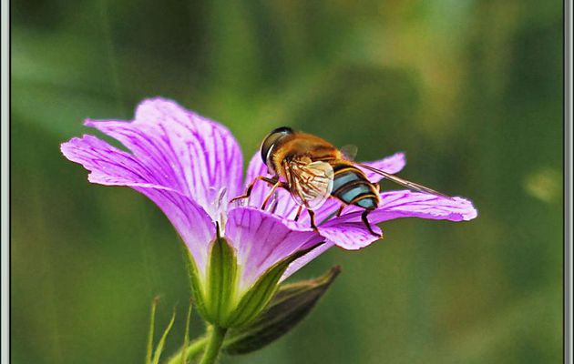 Mouche ou syrphe (???) à abdomen bleu sur géranium sauvage - Lartigau - Milhas - 31160