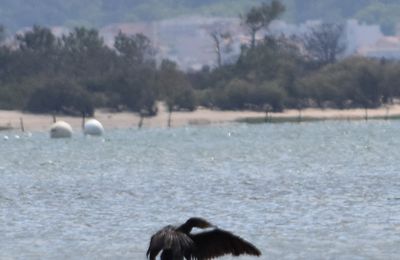 EB - Le cormoran qui dansait sur l'eau...