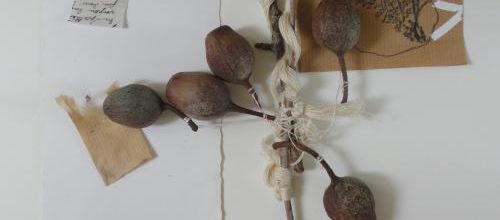 Musée Muséum  De Gap
