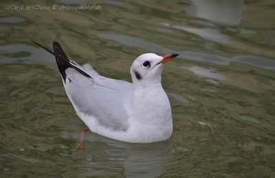 Canal de l'Ourcq, Parc de la Villette Paris 19ème : La mouette