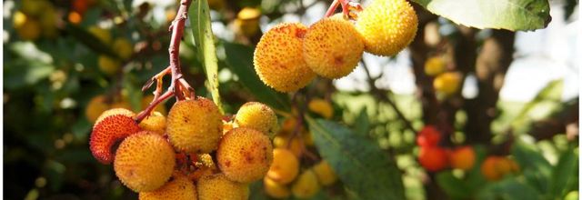Arbousier ou Arbre à fraise