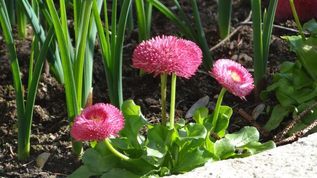 Mes Quelques Règles d'Or au Jardin (4 sur 6)