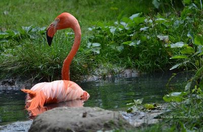 Ménagerie du Jardin des Plantes : Le flamant des Caraïbes ou flamant rouge