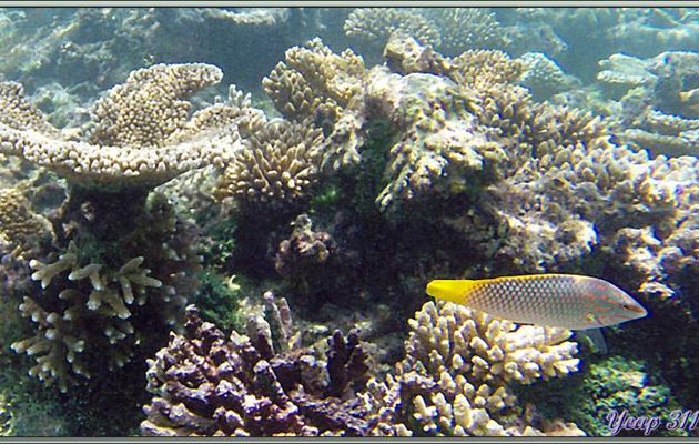 Labre échiquier ou Girelle échiquier (Halichoeres hortulanus) - Athuruga - Atoll d'Ari - Maldives