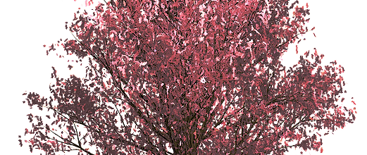 ѼVegetation