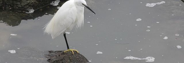 L'aigrette garzette à la pêche