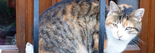 Les chats de rencontres..