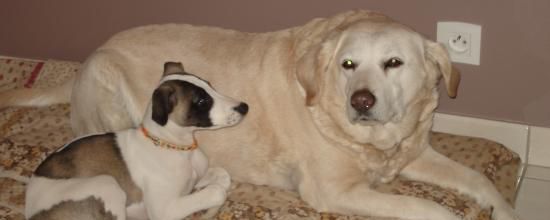 Gulli...en bonne compagnie!!