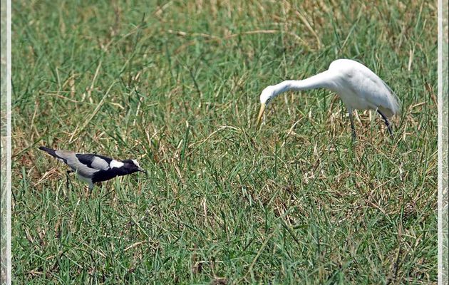 Du Héron intermédiaire, Intermediate Egret (Ardea intermedia) ou du Vanneau armé, Blacksmith Lapwing (Vanellus armatus) qui aura la proie ? - Safari nautique - Parc National de Chobe - Botswana