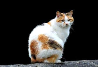 un minou sur fond noir 