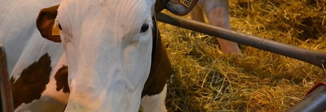 Salon International de l'Agriculture :  La Montbéliarde et la Prim'Holstein