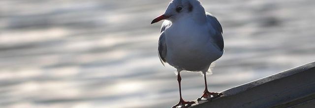 Rambouillet : La mouette rieuse