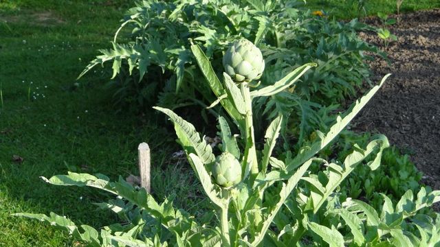 Votre Marché de la Semaine + le Bouquet du jardin