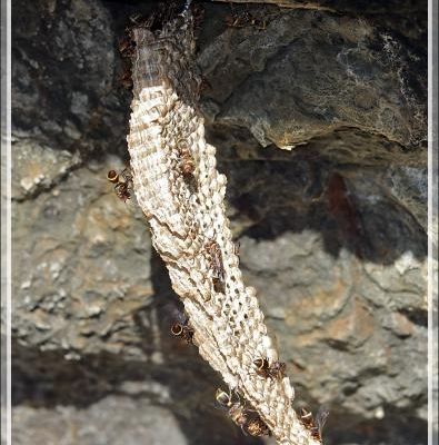 Mais le danger veille (pour moi qui suis allergique !) : un nid de guêpes - Presqu'île de Nosy Tsarabanjina - Archipel des Mitsio - Madagascar