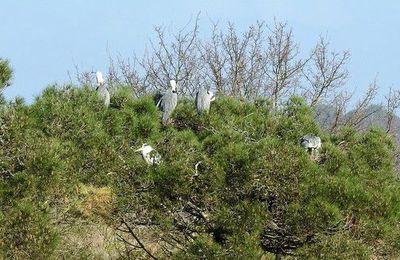 EB - Les hérons au Domaine de Certes...