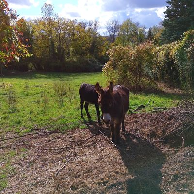Nos randonnées du mois d'octobre