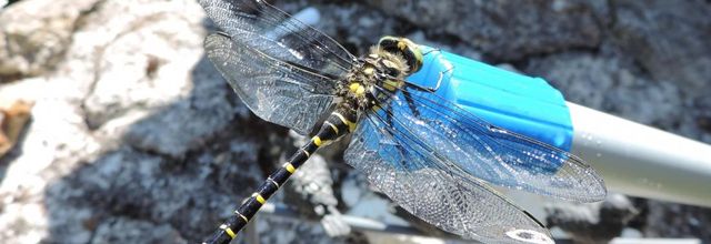 sauvetage d'une libellule sur mon bassin !