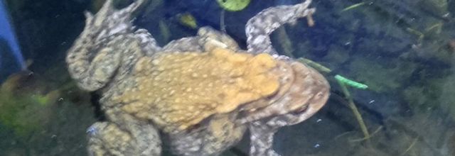 les grenouilles 
