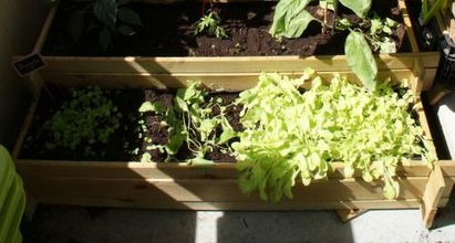 Une jungle sur notre balcon