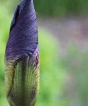 L'iris, une merveille de la nature
