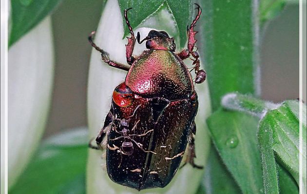 Cétoine dorée (Cetonia aurata) - Lartigau - Milhas - 31