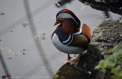 Ménagerie du Jardin des Plantes : La Grande Volière : Le canard Mandarin 