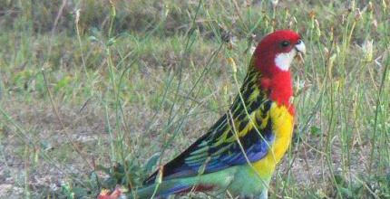 Un perroquet (king parrot ?)