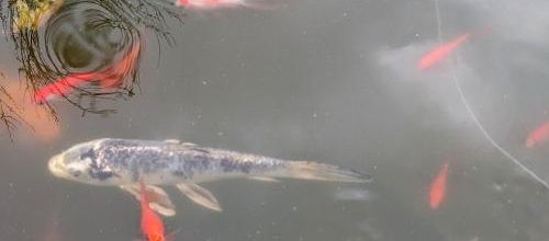 Test du Pixel 6a de Google -2