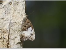 Siléne (Brintesia circe)  - Nymphalidae