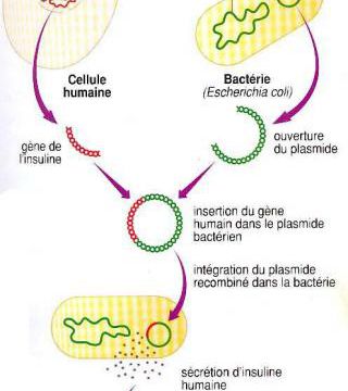 Qu'est ce que la transgénèse ? (2)