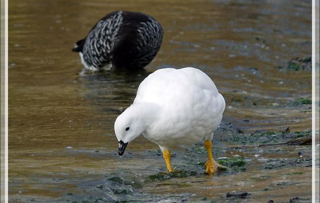 Ouette marine mâle, Kelp Goose (Chloephaga hybrida malvinarum) - New Island - Falkland (Malvinas, Malouines) - Grande-Bretagne