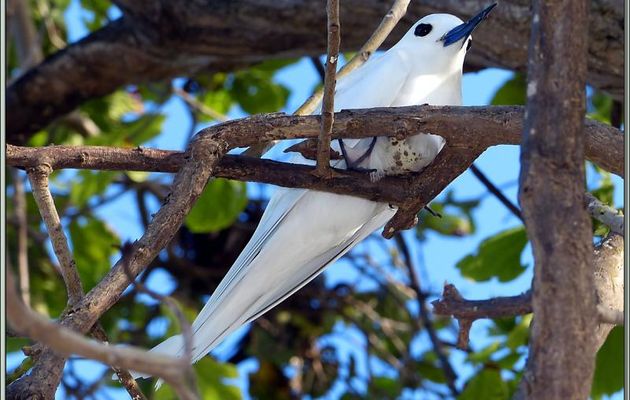 Animation gif : Gygis blanche ou sterne fée et son œuf (Gygis alba) - Bird Island - Seychelle