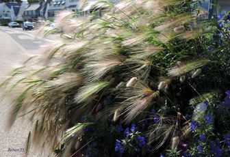 jeu de lumières sur plantes