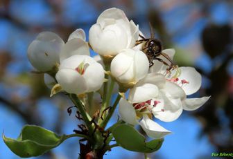 un bourdon et une abeille ... 