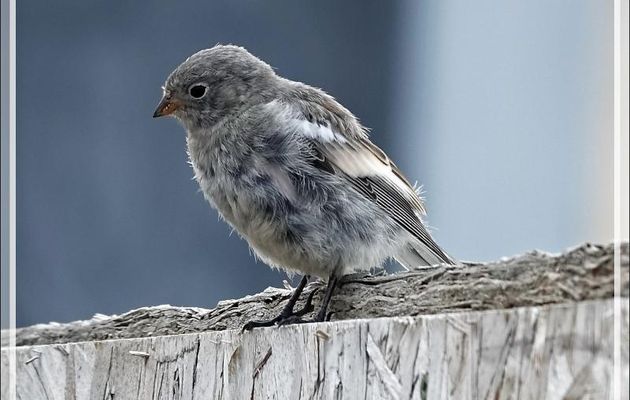 Oiseau (juvénile ?) indéterminé - Pond Inlet - Baffin Island - Nunavut - Canada