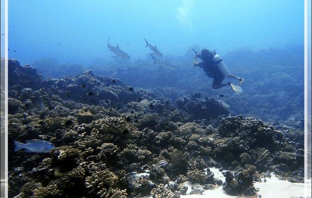 Face à face avec les requins - Passe Tumakohua - Fakarava sud - Tuamotu - Polynésie française