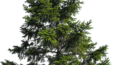 Ѽ Vegetation 