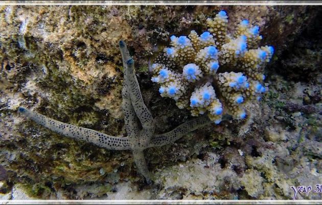 Comète de mer ou Astérie-comète, Comet starfish or Dalmatian linckia starfish (Linckia multifora) - Snorkeling à Thudufushi - Atoll d'Ari - Maldives