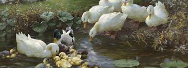 Jeudi - Alexander Koester, le peintre des canards
