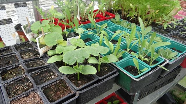 1, 2, 3, Allez on Sème !!