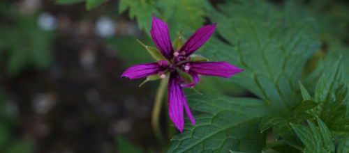une star dans mon jardin