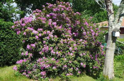 EB  - Moi, j'aime les rhododendrons et les azalées !