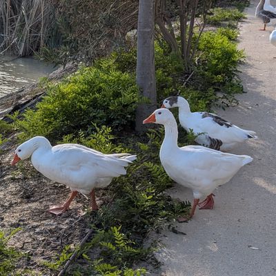 des oies sur la piste cyclable