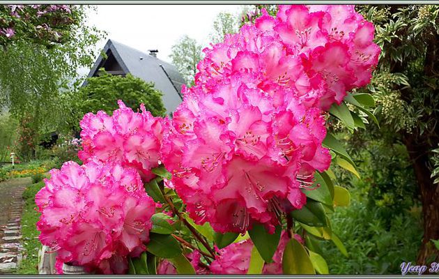 Rhododendron rose à fleurs superbes et le parme - Lartigau - Milhas - 31